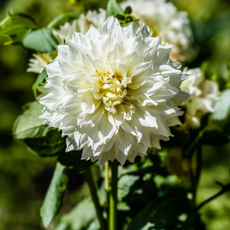Dahlie 'Fleurel' (x3)