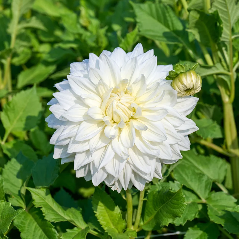 Dahlie 'Fleurel' (x3)