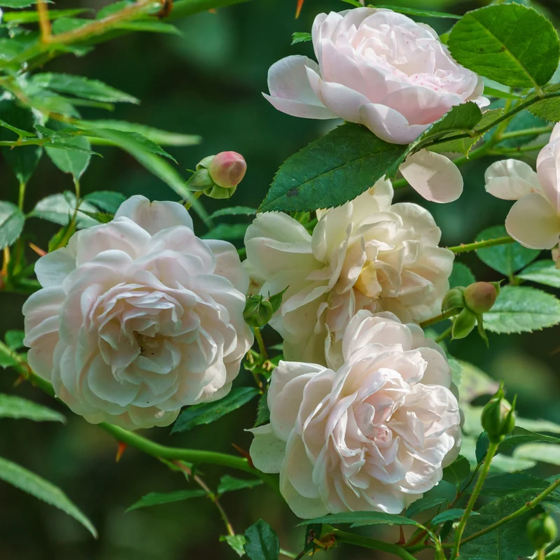 Bodendeckerrose 'Sea Foam'