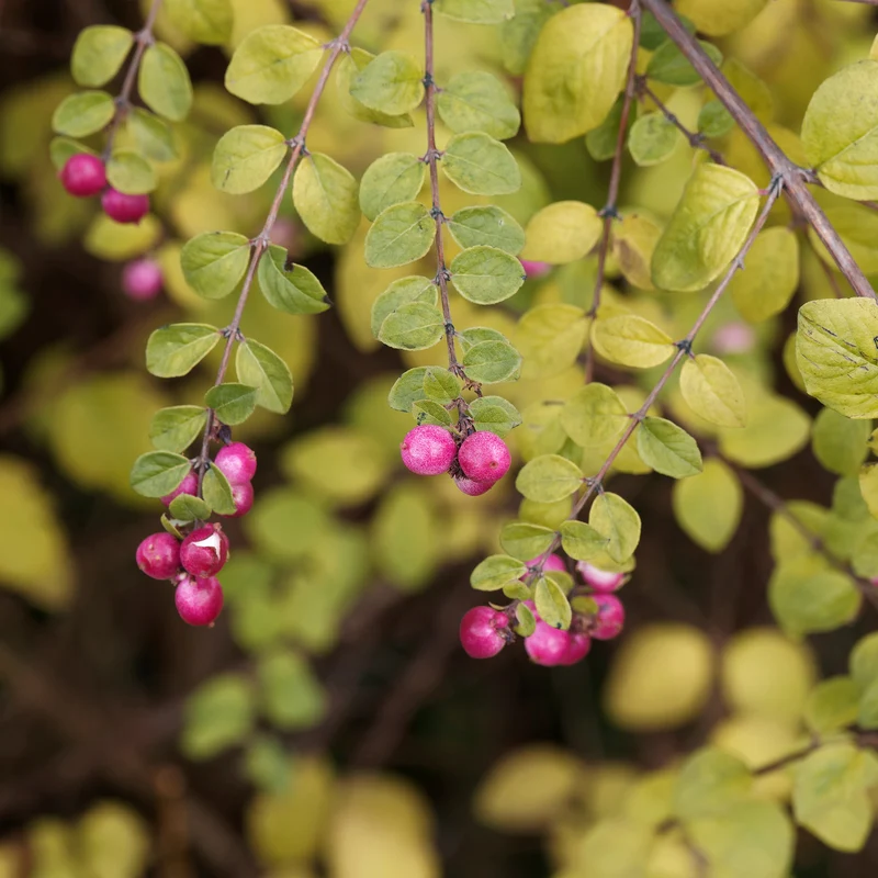 Schneebeere Hancock