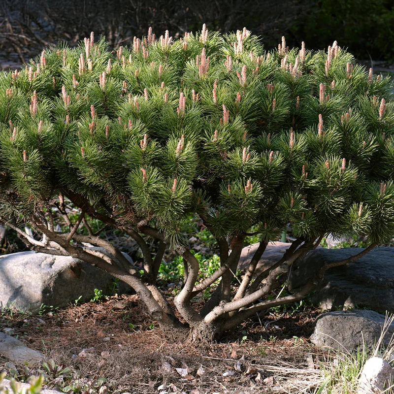 Bergkiefer