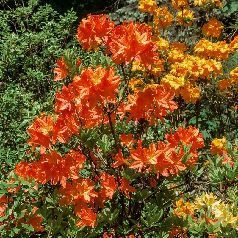 Sommergrüne Azalee 'Glowing Embers'