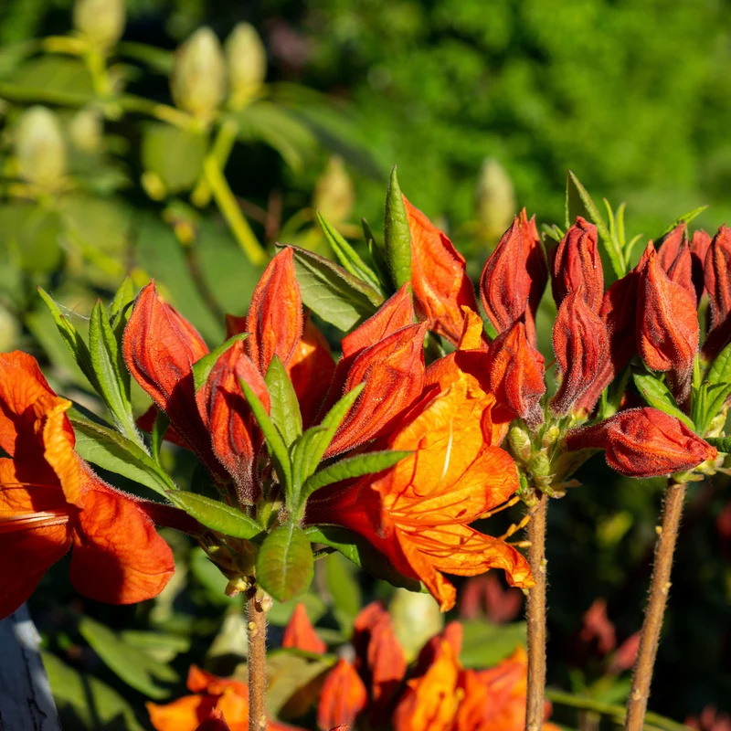 Sommergrüne Azalee 'Glowing Embers'