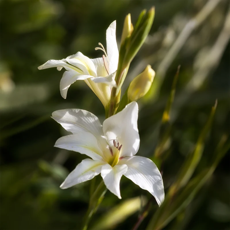 Zwerg-Gladiole The Bride (x20)