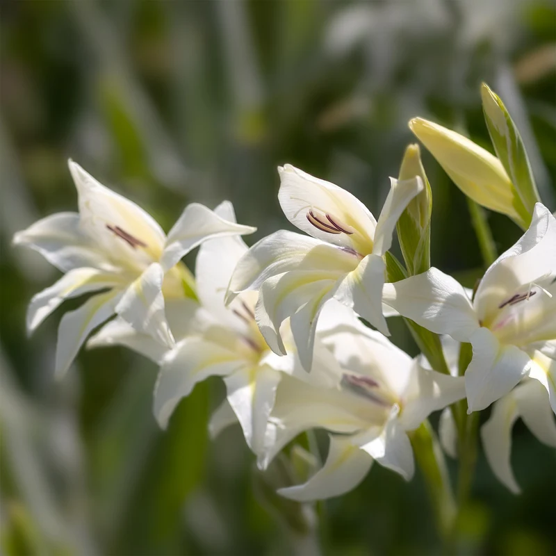 Zwerg-Gladiole The Bride (x20)