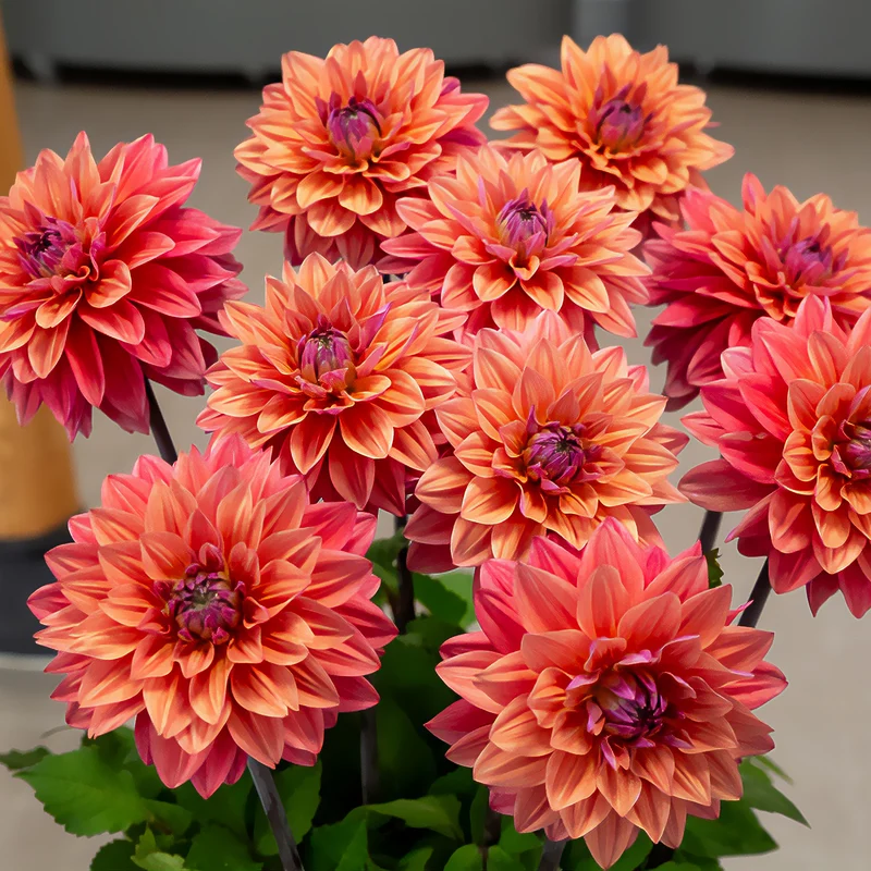 Dekorative Dahlien 'American Dawn'(x3)