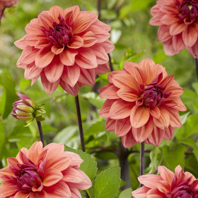 Dekorative Dahlien 'American Dawn'(x3)