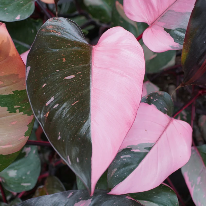 Philodendron Pink Princess