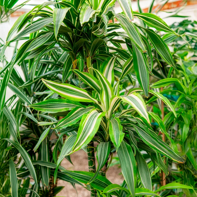 Dracaena Warneckei