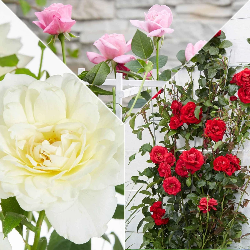 Duftende Kletterrosen Mischung (x3)