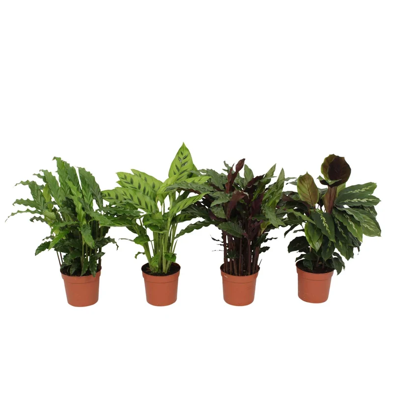 Calathea Mischung (x4)