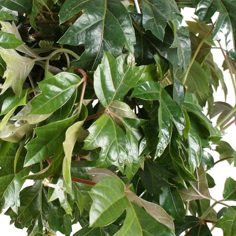 Zimmerrebe 'Ellen Danica'