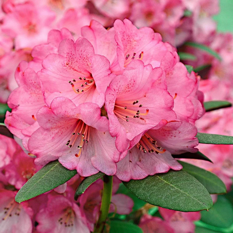 Rhododendron 'Wine & Roses'