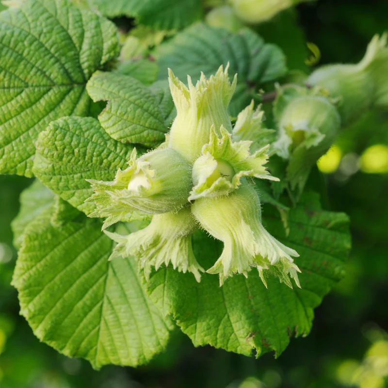 Haselnuss ‘Merveille de Bollwiller’
