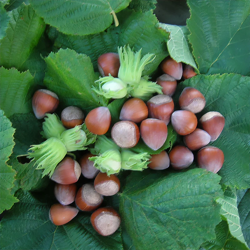 Haselnuss ‘Merveille de Bollwiller’