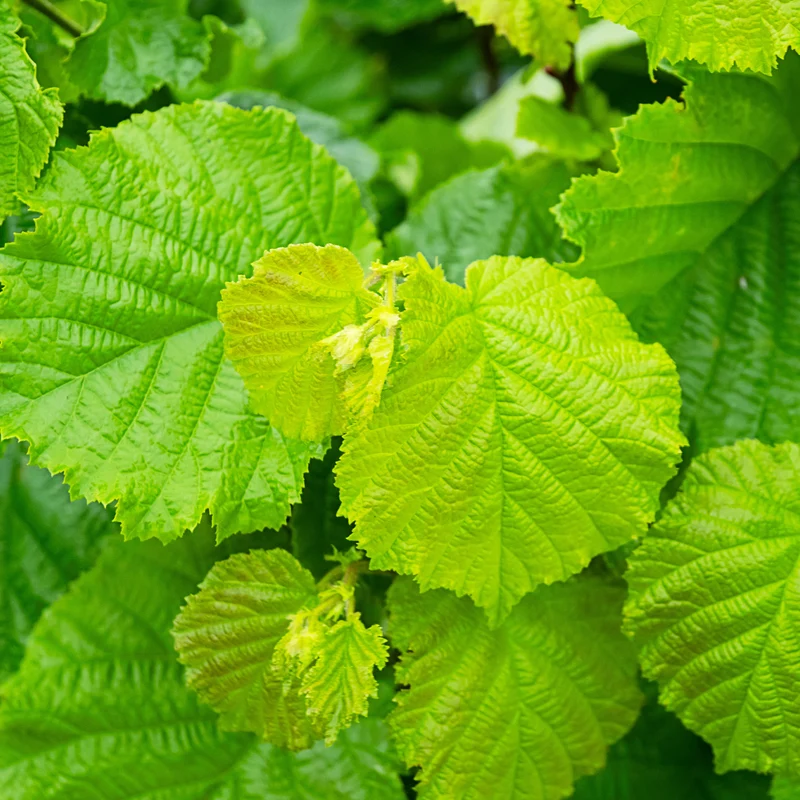Haselnuss ‘Merveille de Bollwiller’
