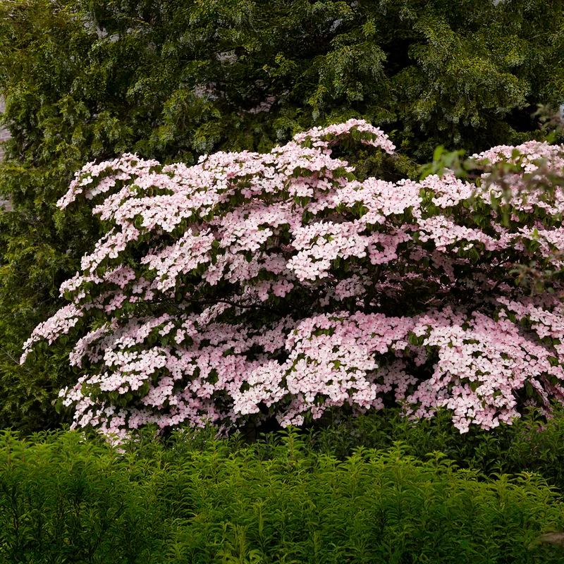 Japanischer Hartriegel Satomi
