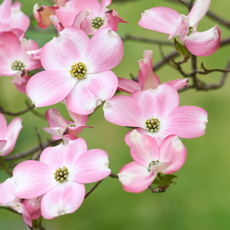 Japanischer Hartriegel Satomi