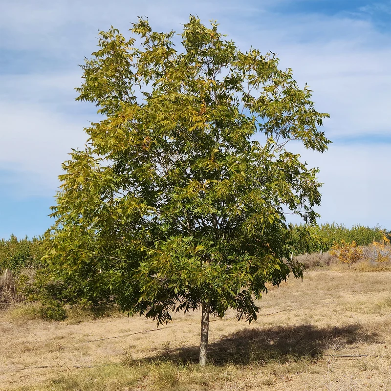 Pekannussbaum