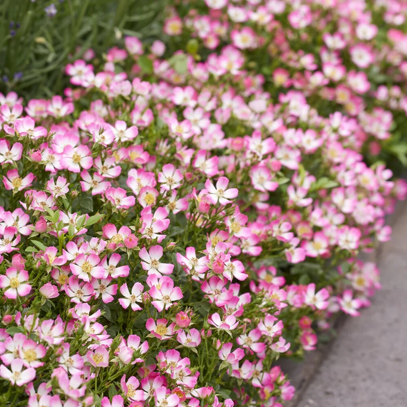 Cutie Pie ® Miniatur-Rose