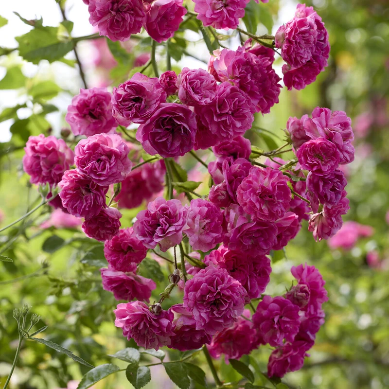 Kletterrose ‘Super Excelsa’®