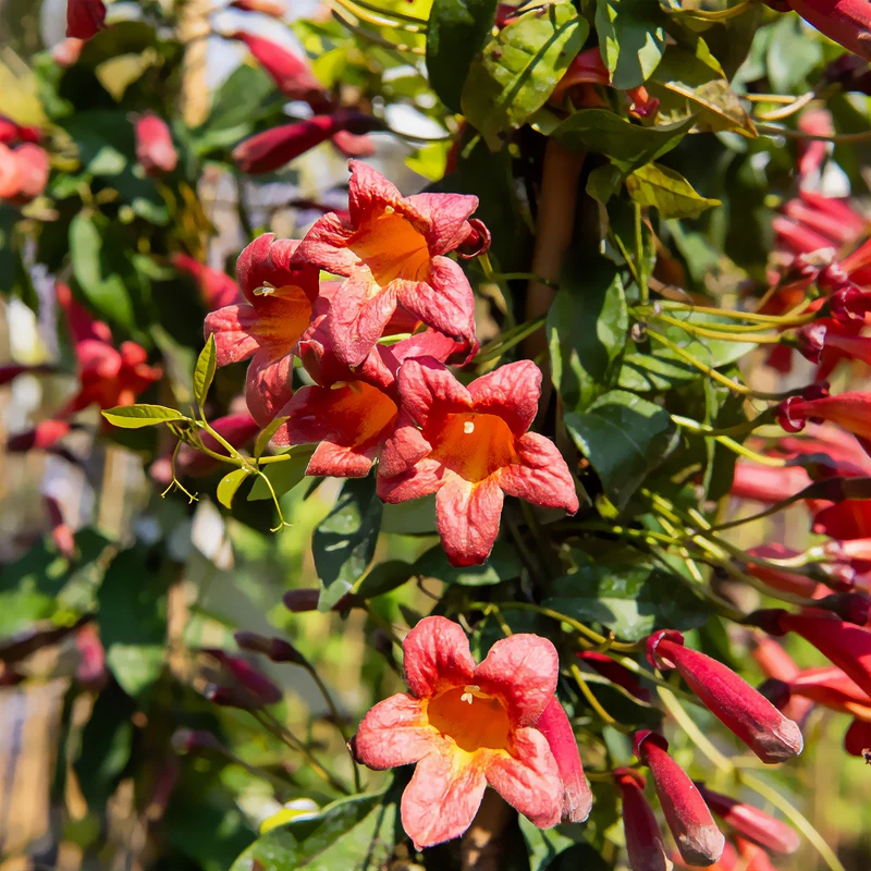 Klettertrompete 'Tangerine Beauty'
