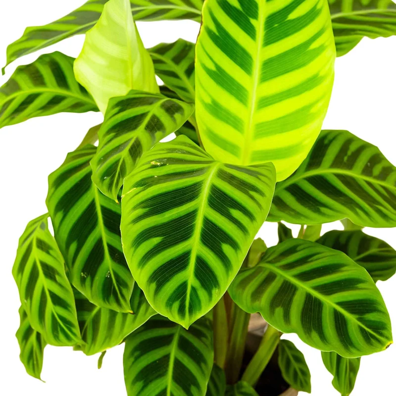 Korbmarante 'Zebrina'