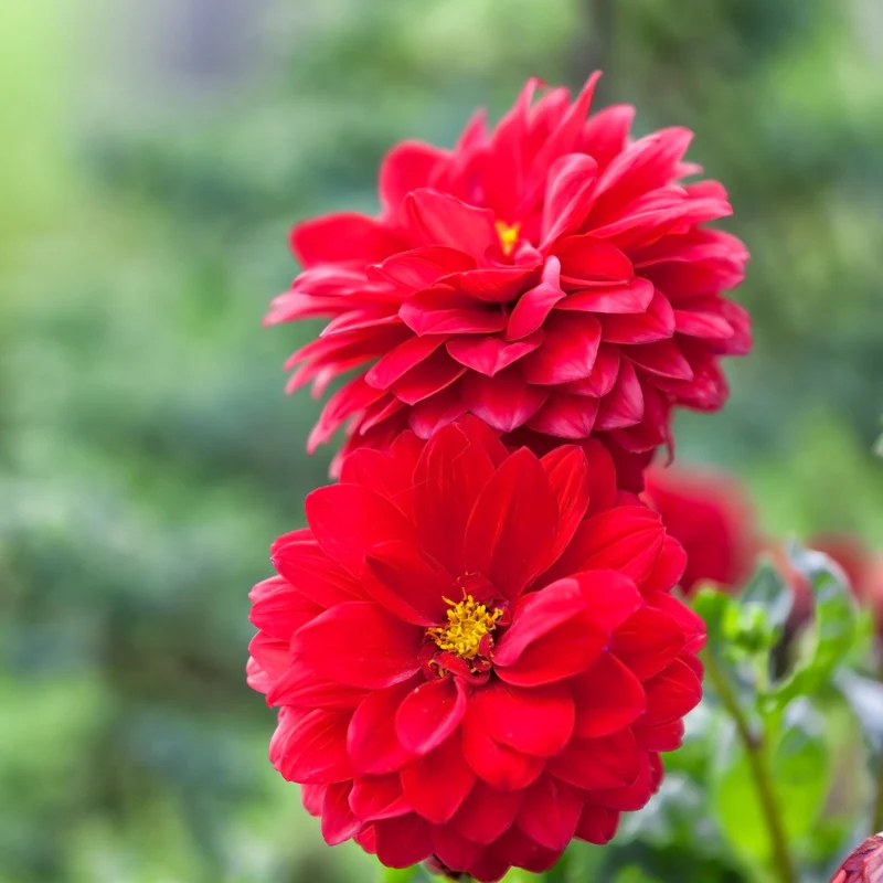Rote Dahlie