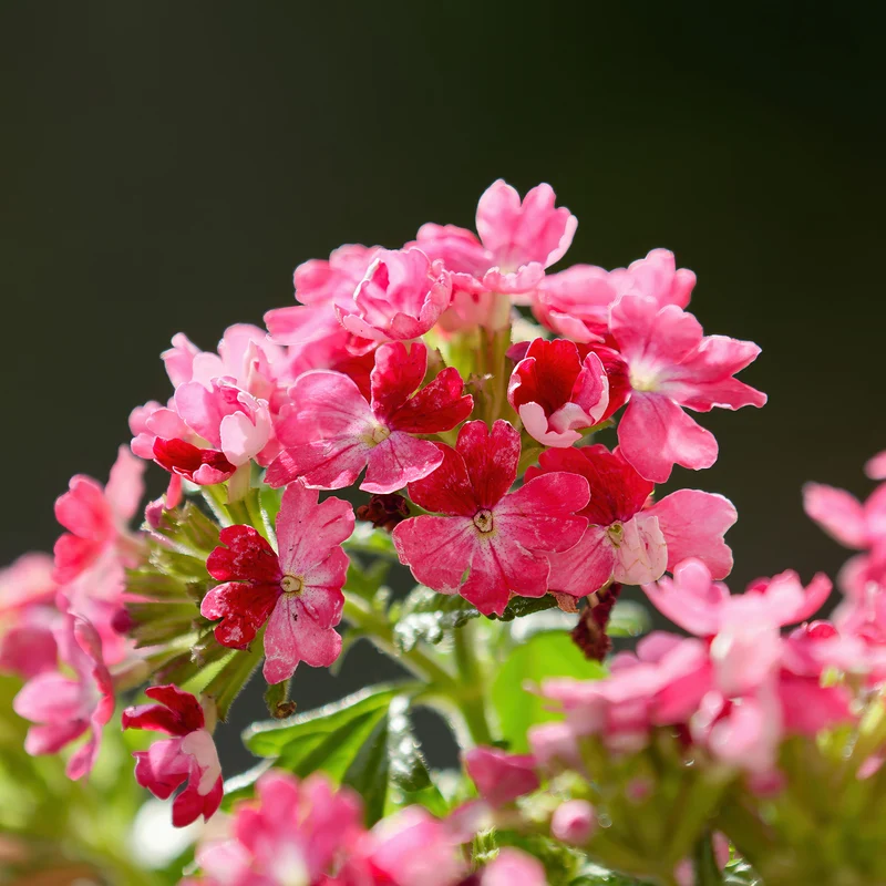 Rosa Hänge-Eisenkraut