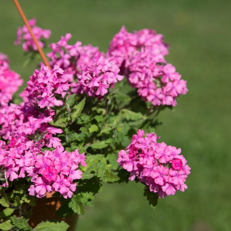 Rosa Hänge-Eisenkraut