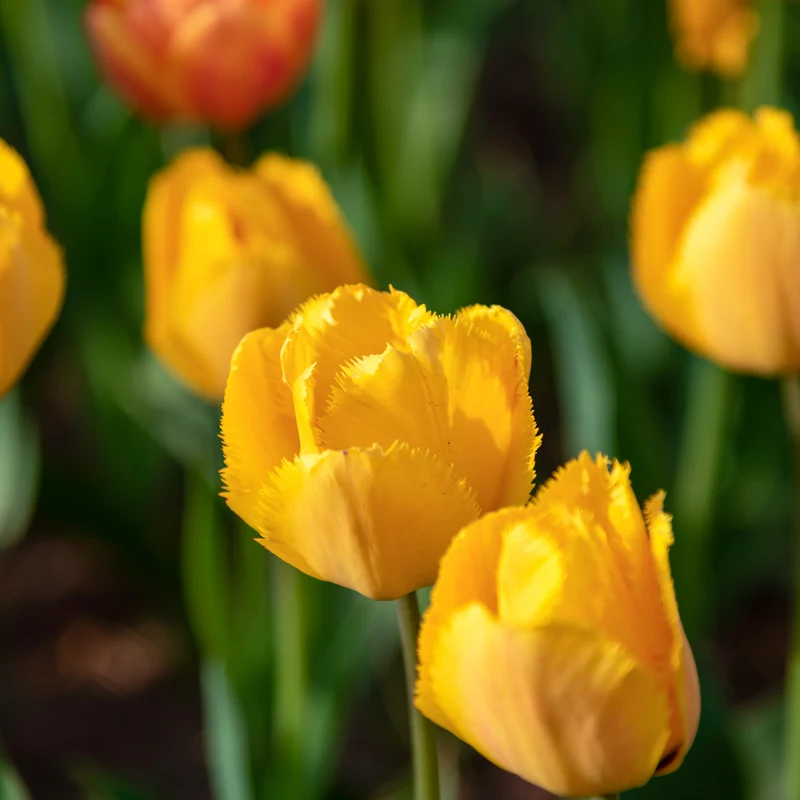 10 Tulpen Crystal Star