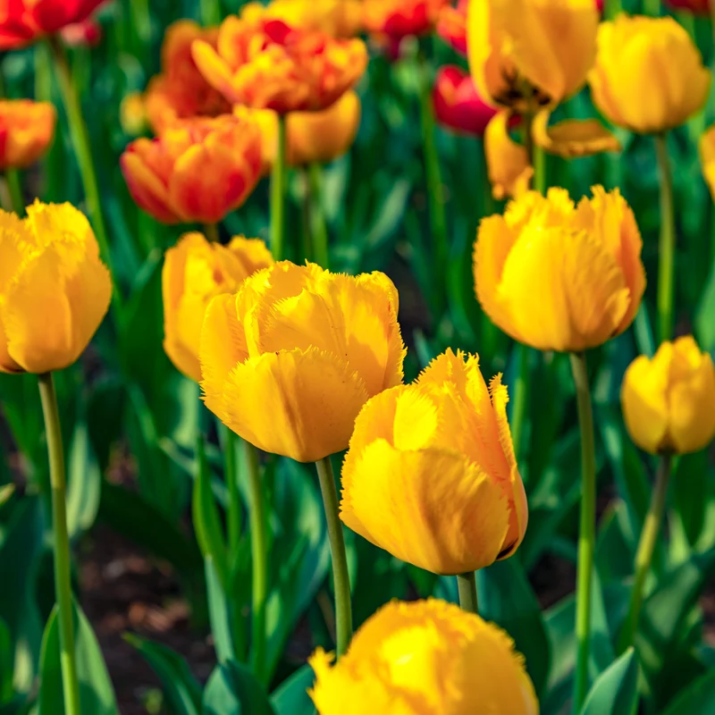 10 Tulpen Crystal Star