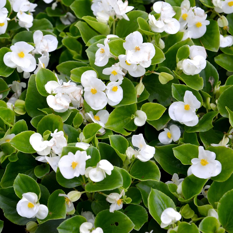 Weiße eisbegonie