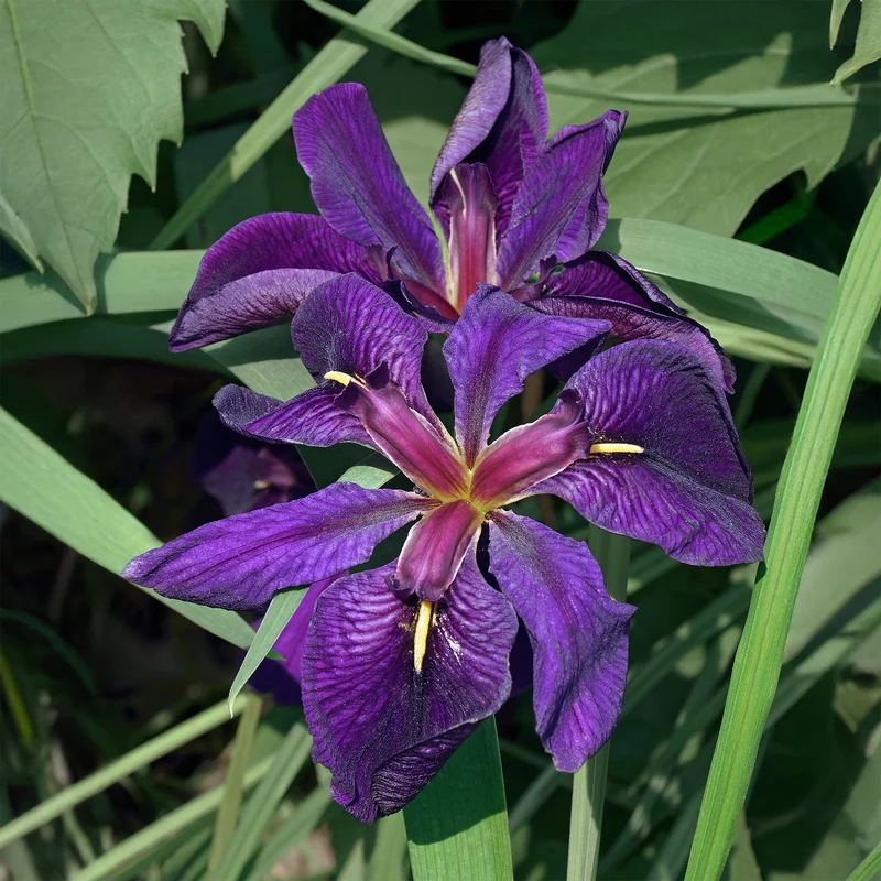 Louisiana-Iris 'Black Gamecock' (Schwarze Schwertlilie)