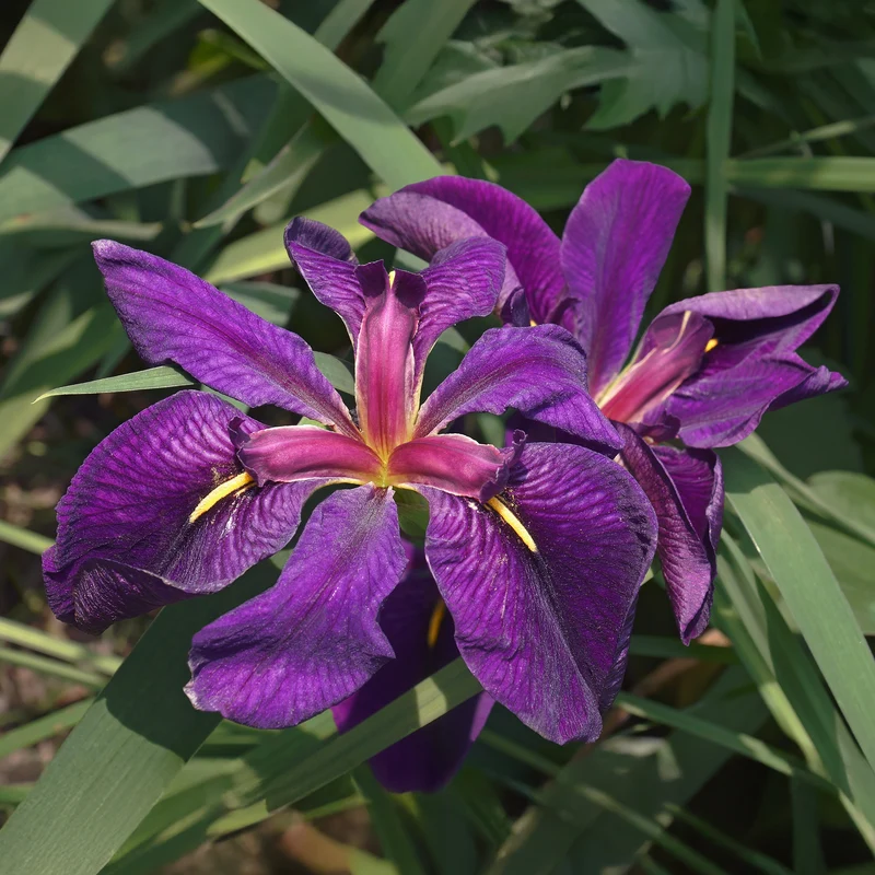 Louisiana-Iris 'Black Gamecock' (Schwarze Schwertlilie)