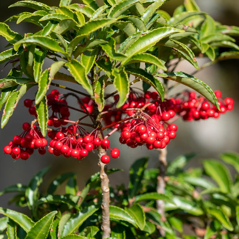 Weihnachtsbeere (Ardisia crenata)