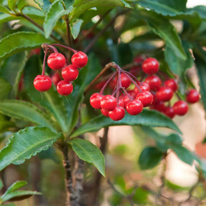 Weihnachtsbeere (Ardisia crenata)