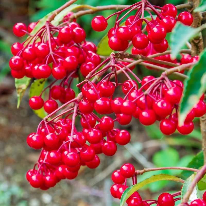 Weihnachtsbeere (Ardisia crenata)