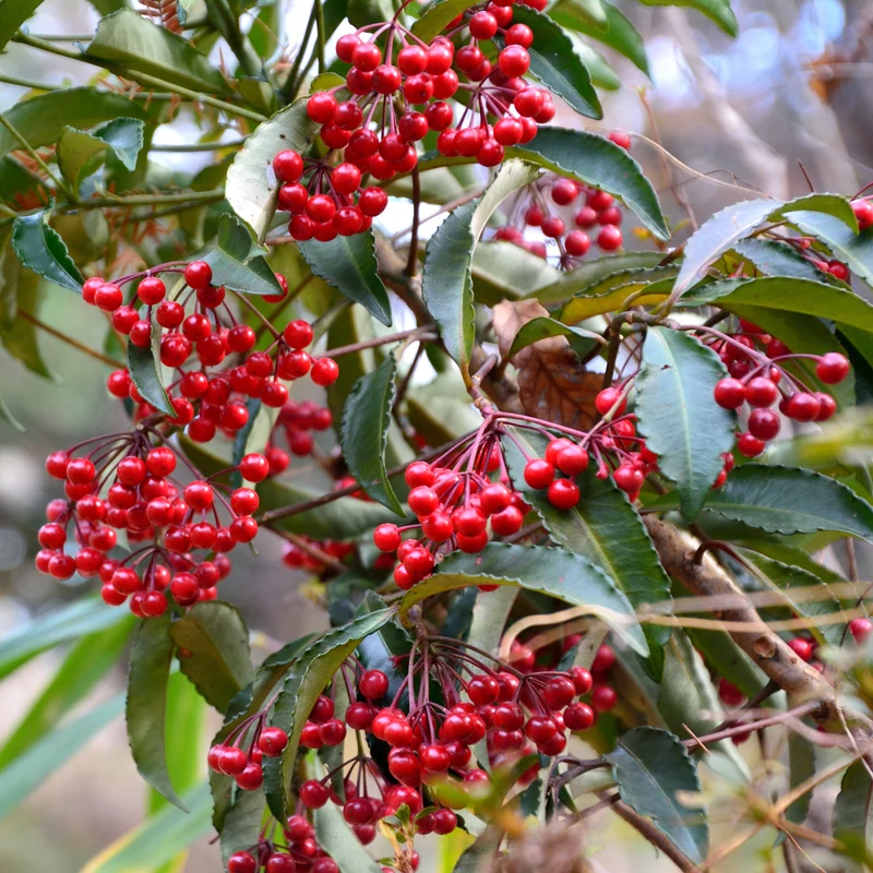 Weihnachtsbeere (Ardisia crenata)