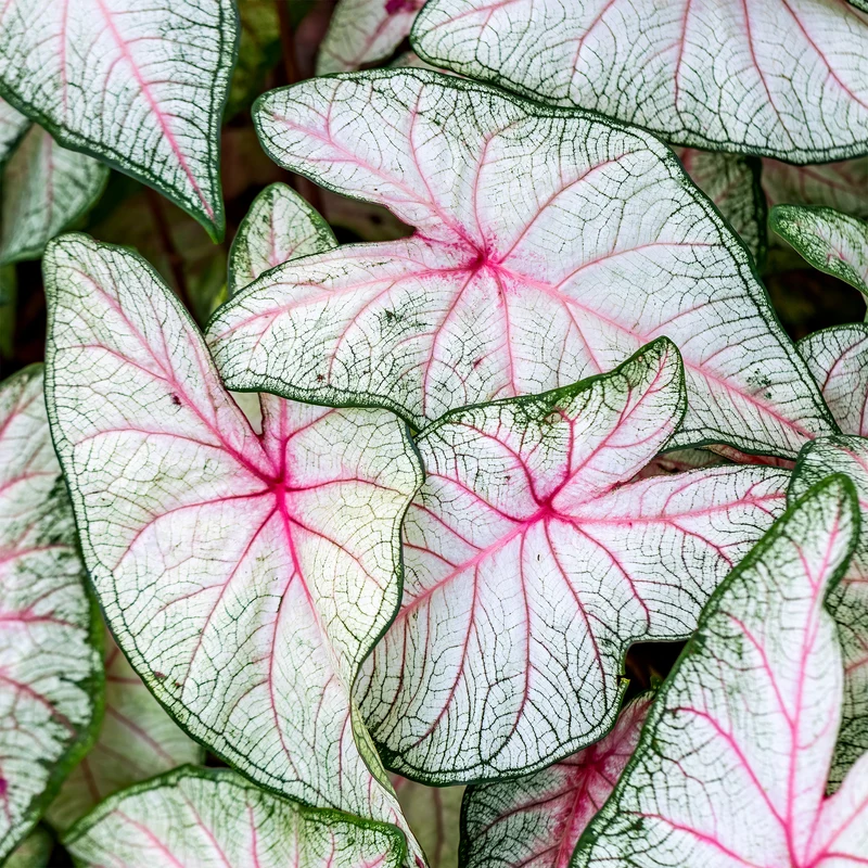 Caladium Fantasy