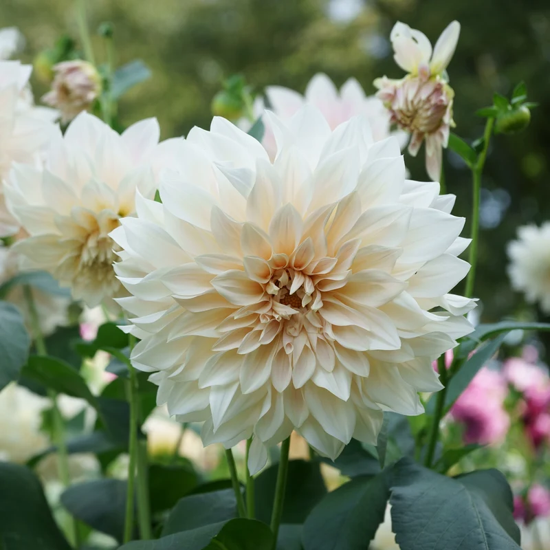 Dahlie ‘Cafe au Lait’ (x3)