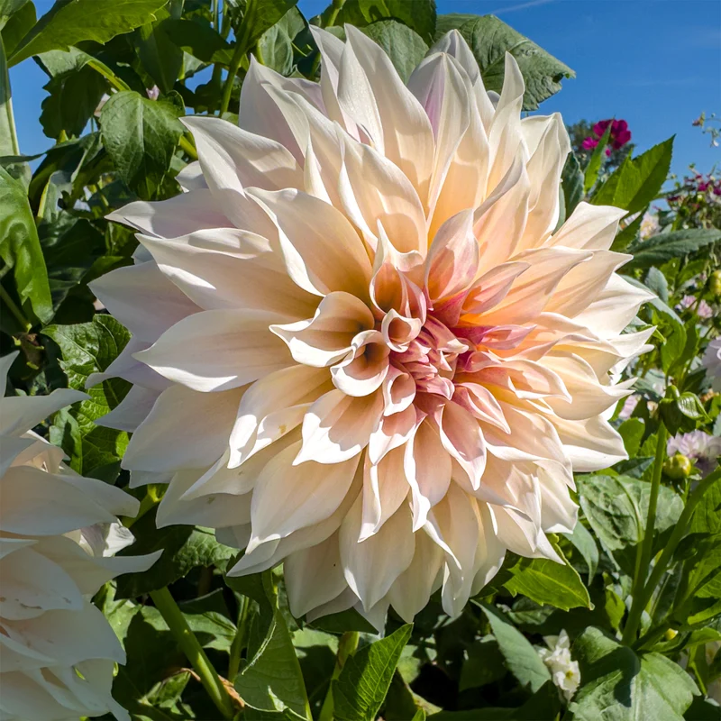 Dahlie ‘Cafe au Lait’ (x3)