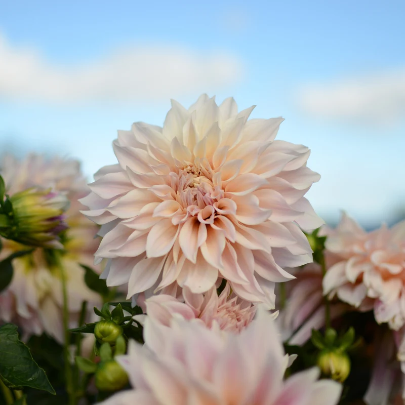 Dahlie ‘Cafe au Lait’ (x3)