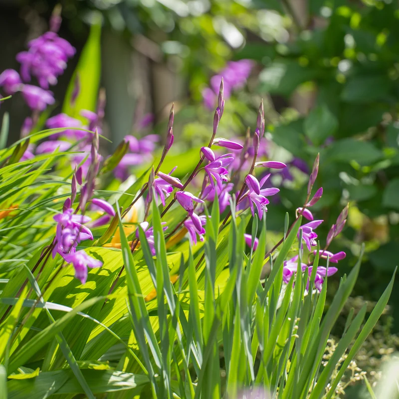 Bletilla (Hyazinthen-Orchidee)