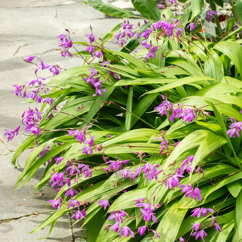 Bletilla (Hyazinthen-Orchidee)
