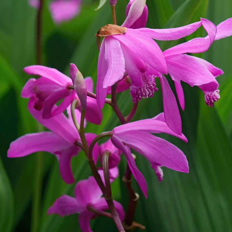 Bletilla (Hyazinthen-Orchidee)