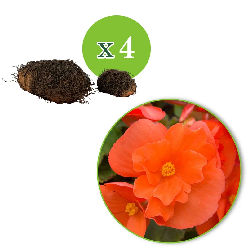 Knollenbegonie orange (x4)