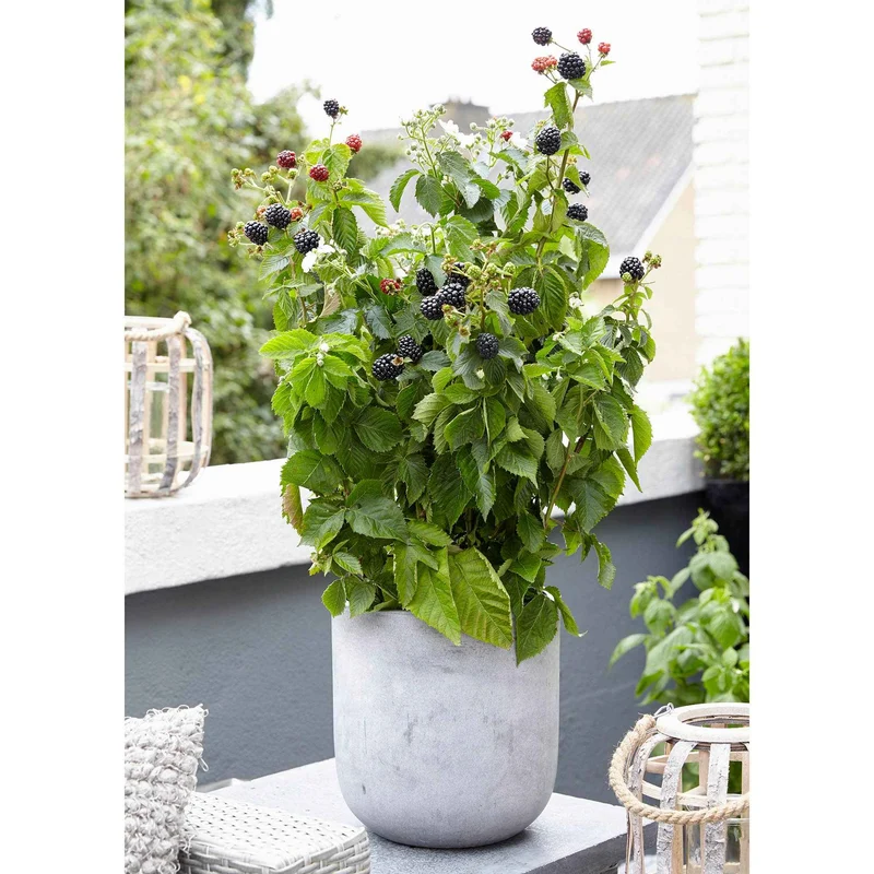 Zwerg-Brombeere 'Little Black Prince'