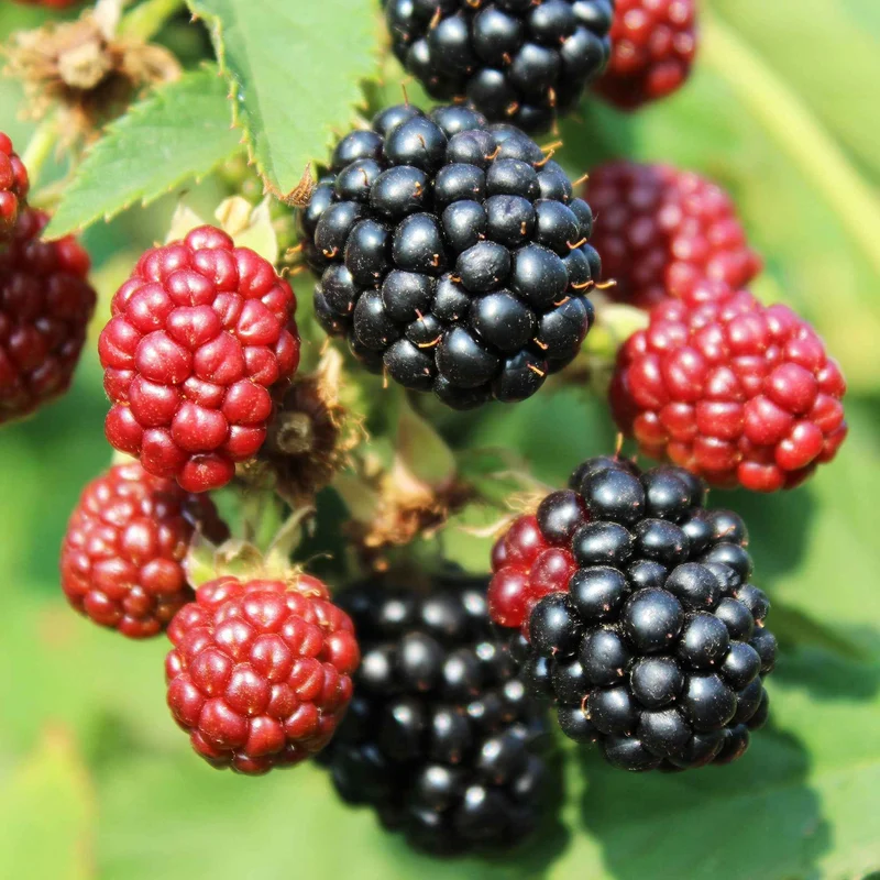 Zwerg-Brombeere 'Little Black Prince'