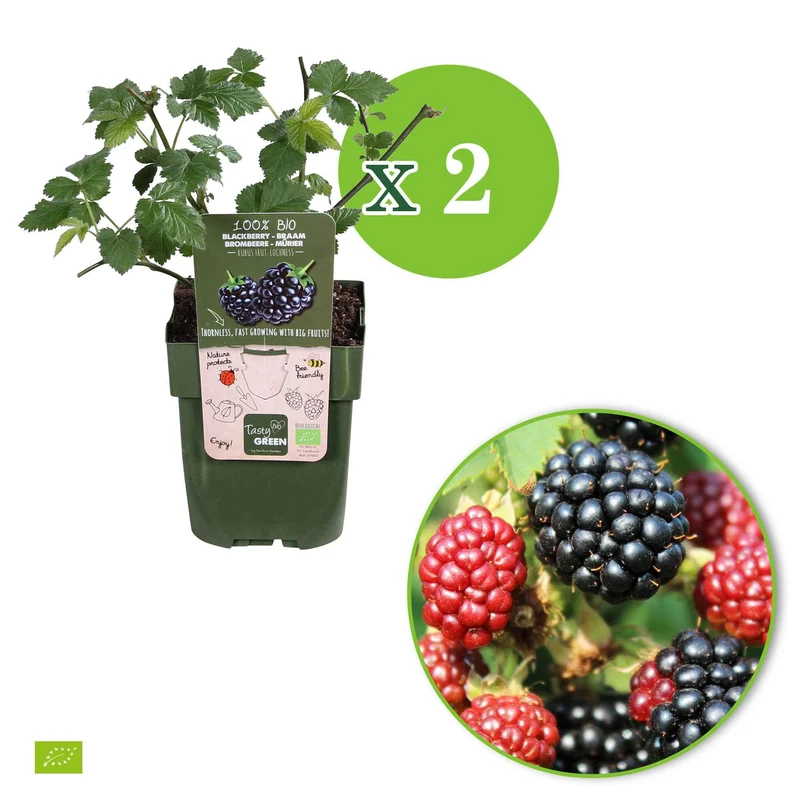 Zwerg-Brombeere 'Little Black Prince'